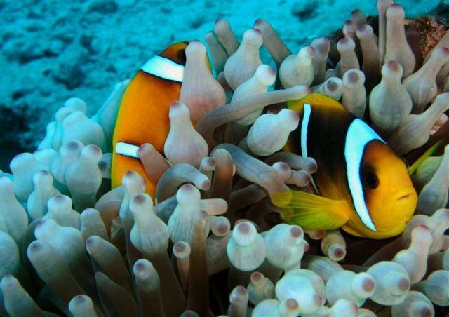 dahab3